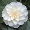 Camelia Bianca "Camellia Japonica Purity" Pianta In Vaso 17 Cm 2 Camelia Bianca "Camellia Japonica Purity" Pianta In Vaso 17 Cm -Negozio Piante artificiali economico 24123988 1