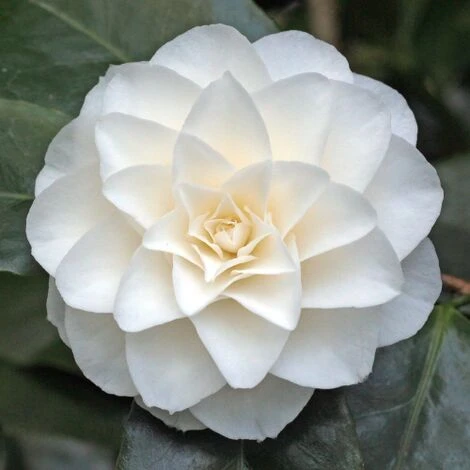 Camelia Bianca "Camellia Japonica Purity" Pianta In Vaso 17 Cm 3 Camelia Bianca "Camellia Japonica Purity" Pianta In Vaso 17 Cm