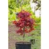 Acero Rosso Giapponese "Acer Palmatum Shaina" Pianta In Vaso 20 Cm -Negozio Piante artificiali economico 24201955 1