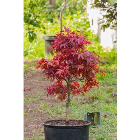 Acero Rosso Giapponese "Acer Palmatum Shaina" Pianta In Vaso 20 Cm 3 Acero Rosso Giapponese "Acer Palmatum Shaina" Pianta In Vaso 20 Cm