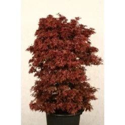 Acero Rosso Giapponese "Acer Palmatum Shaina" Pianta In Vaso 20 Cm 9 Acero Rosso Giapponese "Acer Palmatum Shaina" Pianta In Vaso 20 Cm -Negozio Piante artificiali economico 24201955 3
