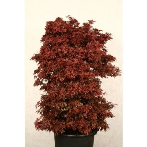 Acero Rosso Giapponese "Acer Palmatum Shaina" Pianta In Vaso 20 Cm 5 Acero Rosso Giapponese "Acer Palmatum Shaina" Pianta In Vaso 20 Cm - immagine 3