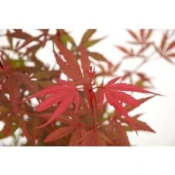 Acero Rosso Giapponese "Acer Palmatum Shaina" Pianta In Vaso 20 Cm 11 Acero Rosso Giapponese "Acer Palmatum Shaina" Pianta In Vaso 20 Cm -Negozio Piante artificiali economico 24201955 5