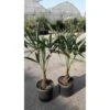 PIANTA DI TRACHYCARPUS FORTUNEI O CHAMEROPS EXCELSA VASO 28 CM (foto Reali) -Negozio Piante artificiali economico 24306597 1