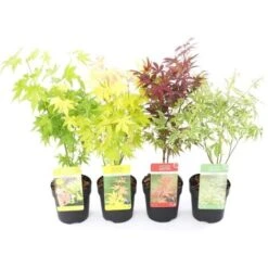 Acero Palmato Giapponese "Acer Palmatum" Mix 4 Piante Diverse In Vaso 11 Cm -Negozio Piante artificiali economico 24449737 3