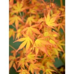 Acero Rosso Giapponese "Acer Palmatum Katsura" Pianta In Vaso 11 Cm -Negozio Piante artificiali economico 24692721 3