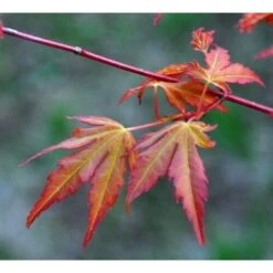 Acero Rosso Giapponese "Acer Palmatum Katsura" Pianta In Vaso 11 Cm -Negozio Piante artificiali economico 24692721 4