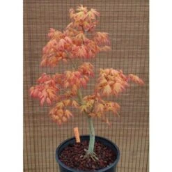 Acero Rosso Giapponese "Acer Palmatum Katsura" Pianta In Vaso 11 Cm -Negozio Piante artificiali economico 24692721 5