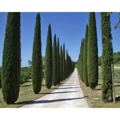 Cipresso Nero "Cupressus Sempervirens Pyramidalis" Pianta In Vaso 19 Cm H. 70/100 Cm