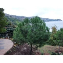 Pino Da Pinoli Domestico "Pinus Pinea" Pianta In Vaso Da 2 Litri H. 60/80 Cm -Negozio Piante artificiali economico 25963782 2