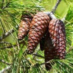 Pino Da Pinoli Domestico "Pinus Pinea" Pianta In Vaso Da 2 Litri H. 60/80 Cm -Negozio Piante artificiali economico 25963782 4