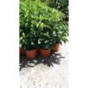 PIANTA DI CALAMONDINO VASO COLORATO 24 Cm Altezza 90/100 Cm (foto Reali) -Negozio Piante artificiali economico 25965266 1