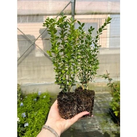 Pianta Di Bosso "Buxus Sempervirens" In Vaso Biodegradabile Biodegradabile 3 Pianta Di Bosso "Buxus Sempervirens" In Vaso Biodegradabile Biodegradabile
