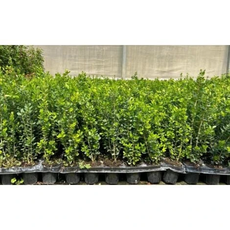 Pianta Di Bosso "Buxus Sempervirens" In Vaso Biodegradabile Biodegradabile 4 Pianta Di Bosso "Buxus Sempervirens" In Vaso Biodegradabile Biodegradabile - immagine 2