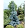 Abete Blu Argentato "Picea Pungens Kosteriana Hoopsii" In Mastello H. 100/120 Cm -Negozio Piante artificiali economico 26225609 1