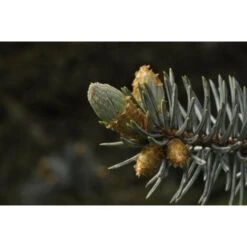 Abete Blu Argentato "Picea Pungens Kosteriana Hoopsii" In Mastello H. 100/120 Cm -Negozio Piante artificiali economico 26225609 3