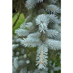 Abete Blu Argentato "Picea Pungens Kosteriana Hoopsii" In Mastello H. 100/120 Cm -Negozio Piante artificiali economico 26225609 4