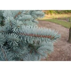 Abete Blu Argentato "Picea Pungens Kosteriana Hoopsii" In Mastello H. 100/120 Cm -Negozio Piante artificiali economico 26225609 5