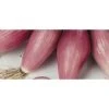 Cipolla Rossa Fiascona -Negozio Piante artificiali economico 2674957 1