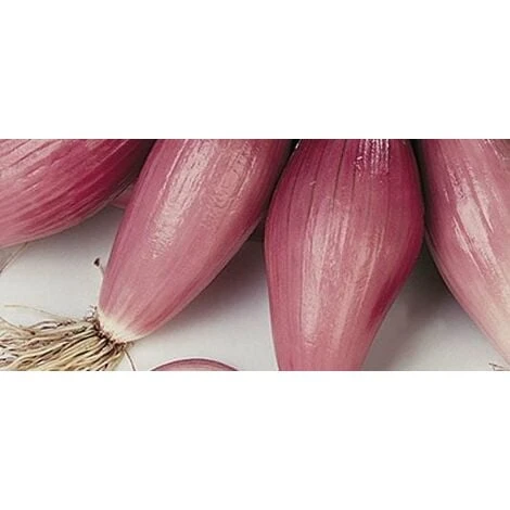 Cipolla Rossa Fiascona 3 Cipolla Rossa Fiascona