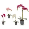 Fiore Decorativo Plastica Orchidea 2 Fiore Decorativo Plastica Orchidea -Negozio Piante artificiali economico 27131092 1