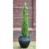 Cipresso Toscano "Cupressus Sempervirens Totem" Pianta In Vaso Biodegradabile H. 40/50 Cm -Negozio Piante artificiali economico 27161358 1