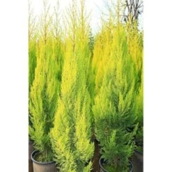 Cipresso "Cupressus Macrocarpa Goldcrest Wilma" Pianta In Vaso 14 Cm H. 40/60 Cm -Negozio Piante artificiali economico 27285772 2