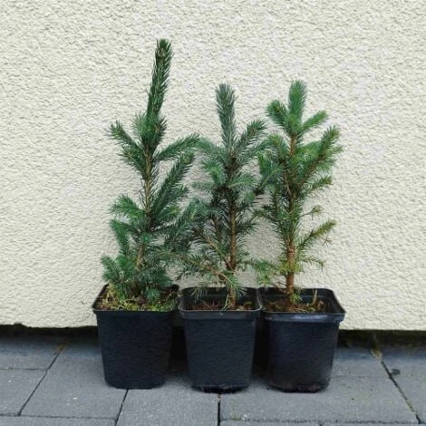 Abete Argentato Pino Blu "Picea Pungens Glauca" Pianta In Vaso 18 Cm H. 50/60 Cm 4 Abete Argentato Pino Blu "Picea Pungens Glauca" Pianta In Vaso 18 Cm H. 50/60 Cm - immagine 2