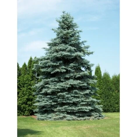 Abete Argentato Pino Blu "Picea Pungens Glauca" Pianta In Vaso 18 Cm H. 50/60 Cm 7 Abete Argentato Pino Blu "Picea Pungens Glauca" Pianta In Vaso 18 Cm H. 50/60 Cm - immagine 5