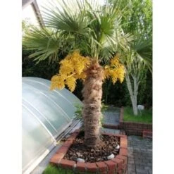 Palma Cinese A Ventaglio "Trachycarpus Fortunei" Pianta In Vaso 13 Cm -Negozio Piante artificiali economico 27563904 3