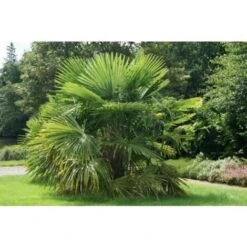 Palma Cinese A Ventaglio "Trachycarpus Fortunei" Pianta In Vaso 13 Cm -Negozio Piante artificiali economico 27563904 4