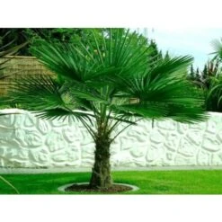 Palma Cinese A Ventaglio "Trachycarpus Fortunei" Pianta In Vaso 13 Cm -Negozio Piante artificiali economico 27563904 5