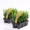 Bosso "Buxus Microphylla Faulkner" 12 Piante Da Siepe In Vaso 9 Cm -Negozio Piante artificiali economico 27563905 1