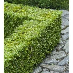 Bosso "Buxus Microphylla Faulkner" 12 Piante Da Siepe In Vaso 9 Cm -Negozio Piante artificiali economico 27563905 5