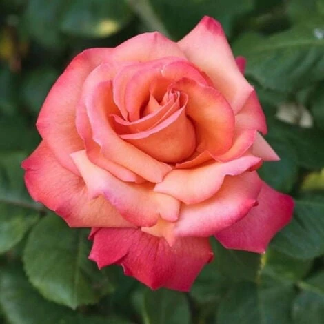 Cristoforo Colombo 3 Cristoforo Colombo