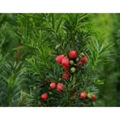 Tasso Comune "Taxus Baccata" Pianta In Vaso 18 Cm H. 50/60 Cm -Negozio Piante artificiali economico 28367075 3