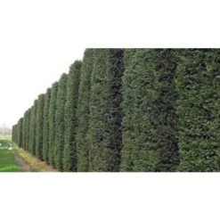 Tasso Comune "Taxus Baccata" Pianta In Vaso 18 Cm H. 50/60 Cm -Negozio Piante artificiali economico 28367075 4