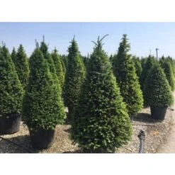 Tasso Comune "Taxus Baccata" Pianta In Vaso 18 Cm H. 50/60 Cm -Negozio Piante artificiali economico 28367075 5