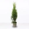Tuia Smeraldo "Thuja Occidentalis Smaragd" Pianta In Alveolo -Negozio Piante artificiali economico 28367091 1