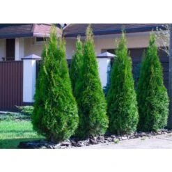 Tuia Smeraldo "Thuja Occidentalis Smaragd" Pianta In Alveolo -Negozio Piante artificiali economico 28367091 5