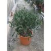 Olivo Ulivo "Olea Europea" Bonsai Bellissima Pianta In Vaso 22 Cm FOTO REALI 1 Olivo Ulivo "Olea Europea" Bonsai Bellissima Pianta In Vaso 22 Cm FOTO REALI -Negozio Piante artificiali economico 28367093 1