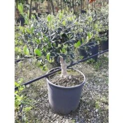 Olivo Ulivo "Olea Europea" Bonsai Bellissima Pianta In Vaso 22 Cm FOTO REALI -Negozio Piante artificiali economico 28367093 2