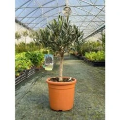 Olivo Ulivo "Olea Europea" Bonsai Bellissima Pianta In Vaso 22 Cm FOTO REALI -Negozio Piante artificiali economico 28367093 3