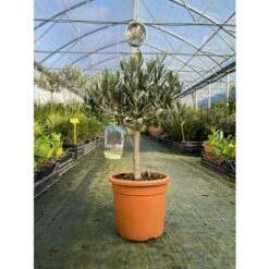 Olivo Ulivo "Olea Europea" Bonsai Bellissima Pianta In Vaso 22 Cm FOTO REALI -Negozio Piante artificiali economico 28367093 4