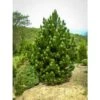 Pino Bianco Americano "Pinus Strobus" Pianta In Vaso 18 Cm H. 40/50 Cm -Negozio Piante artificiali economico 28367095 1