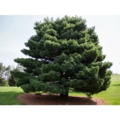 Pino Bianco Americano "Pinus Strobus" Pianta In Vaso 18 Cm H. 40/50 Cm -Negozio Piante artificiali economico 28367095 2