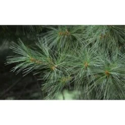 Pino Bianco Americano "Pinus Strobus" Pianta In Vaso 18 Cm H. 40/50 Cm -Negozio Piante artificiali economico 28367095 3