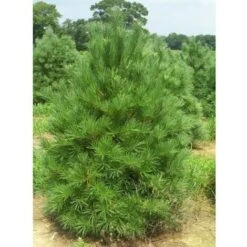 Pino Bianco Americano "Pinus Strobus" Pianta In Vaso 18 Cm H. 40/50 Cm -Negozio Piante artificiali economico 28367095 4