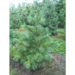 Pino Bianco Americano "Pinus Strobus" Pianta In Vaso 18 Cm H. 40/50 Cm -Negozio Piante artificiali economico 28367095 5