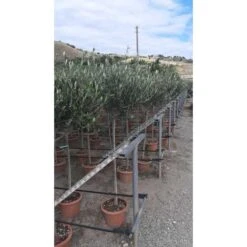 Ulivo Olivo Leccino "Olea Europea" Alberello CERTIFICATO In Vaso 24 Cm FOTO REALI -Negozio Piante artificiali economico 28367096 3
